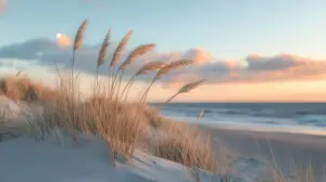 Golden-hour dune grass overlooking the quiet beaches near Sea House Villas in North Myrtle Beach, South Carolina.