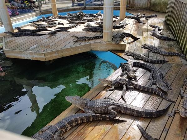 alligator adventure myrtle beach alligator adventure myrtle beach